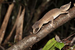 Carphodactylus laevis