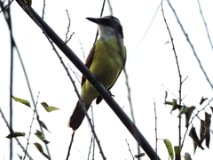 Pitangus sulphuratus