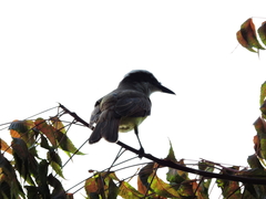 Pitangus sulphuratus