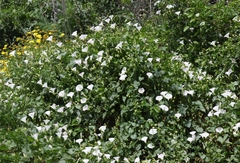 Calystegia macrostegia macrostegia