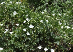 Calystegia macrostegia macrostegia