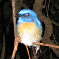 Cyornis