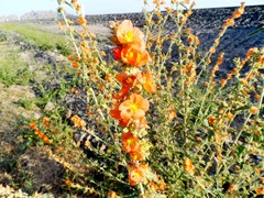 Sphaeralcea coulteri