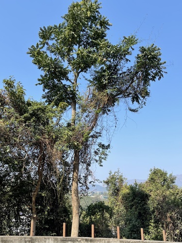 Ailanthus fordii (Ailanthus fordii)