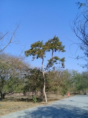 Albizia tomentosa