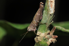 Copiocera