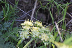 Lomatium dasycarpum dasycarpum