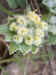 Lomatium dasycarpum dasycarpum