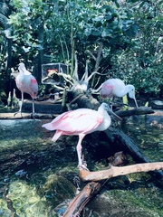 Platalea ajaja