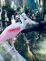 Platalea ajaja