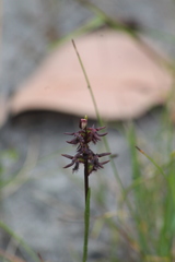 Genoplesium morrisii