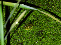 Pelophylax fukienensis