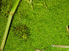 Pelophylax fukienensis