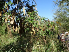 Albizia tomentosa