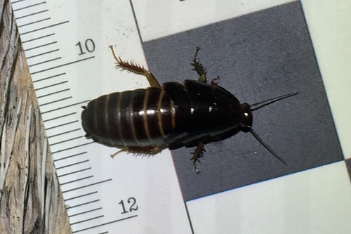 Surinam Cockroach