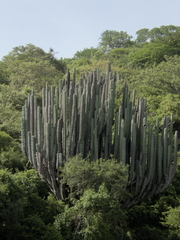 Pachycereus weberi