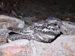 Caprimulgus jotaka