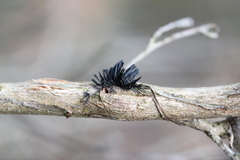 Septobasidium clelandii