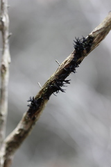 Septobasidium clelandii