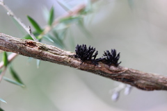 Septobasidium clelandii