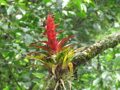 Tillandsia imperialis