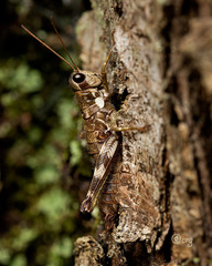 Booneacris glacialis