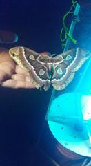Rothschildia cinctus cinctus