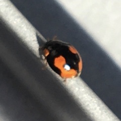 Hyperaspis connectens