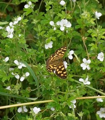 Oreixenica kershawi