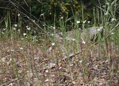 Clarkia epilobioides