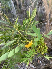 Senna chapmanii