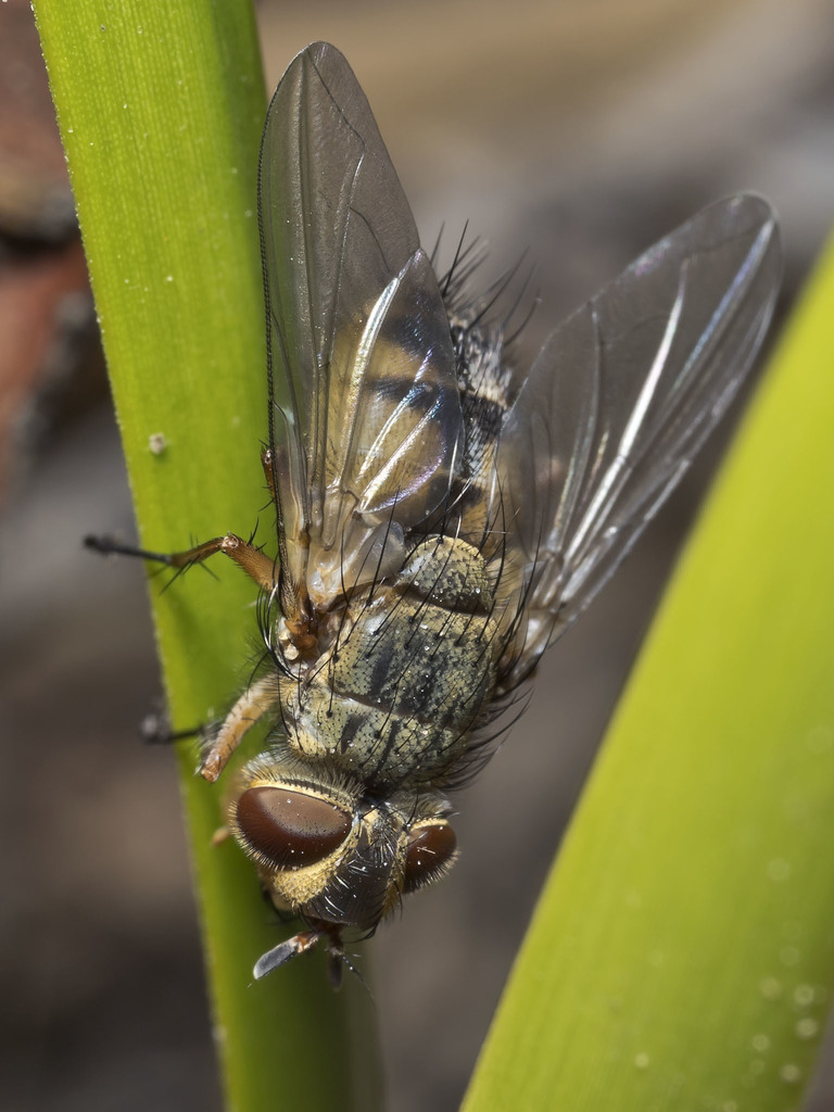 Apatemyia