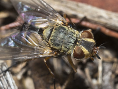 Apatemyia