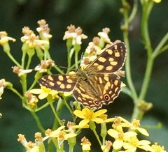 Oreixenica kershawi