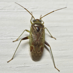 Diomocoris