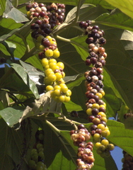 Citharexylum mocinoi