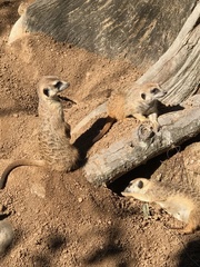 Suricata