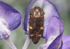 Acmaeodera prorsa