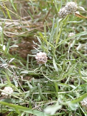 Calocephalus lacteus