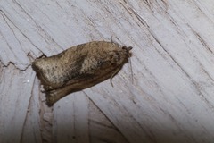 Argyrotaenia polvosana