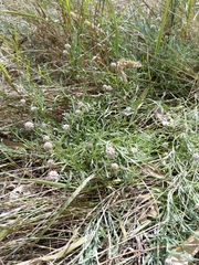 Calocephalus lacteus