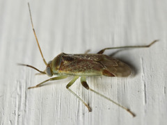 Diomocoris