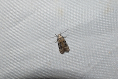 Altenia inscriptella