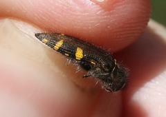 Acmaeodera prorsa