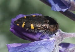 Acmaeodera prorsa