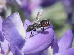 Protosmia rubifloris