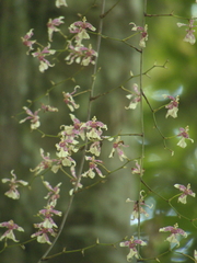Oncidium incurvum