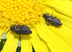 Anthaxia aeneogaster