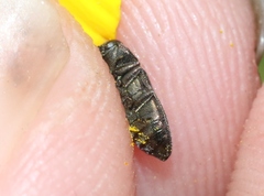 Anthaxia aeneogaster