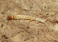 Evalljapyx dispar